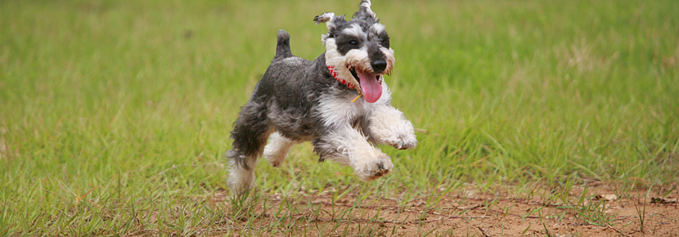 ペットクリニックオザワ・系列病院岐阜あかなべ動物病院