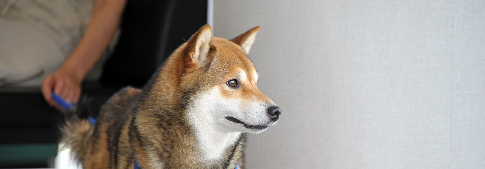 あかなべ動物病院・ペットクリニックオザワ系列病院