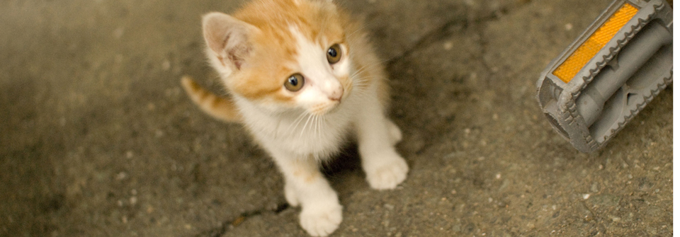 ペットクリニックオザワ・系列病院岐阜あかなべ動物病院