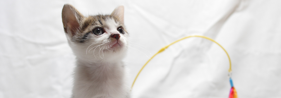 ペットクリニックオザワ・系列病院岐阜あかなべ動物病院